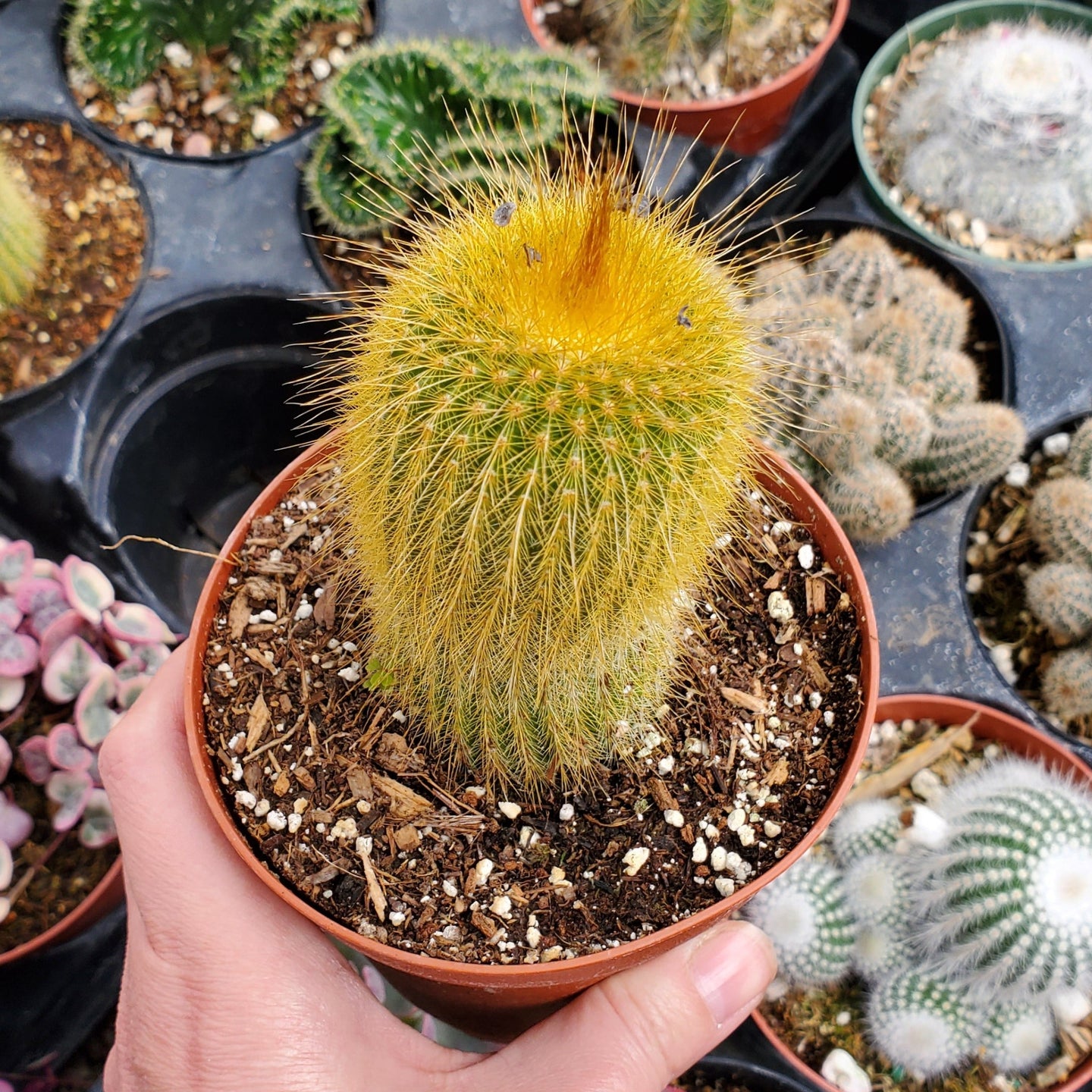 Parodia leninghausii 'Golden Ball Cactus'